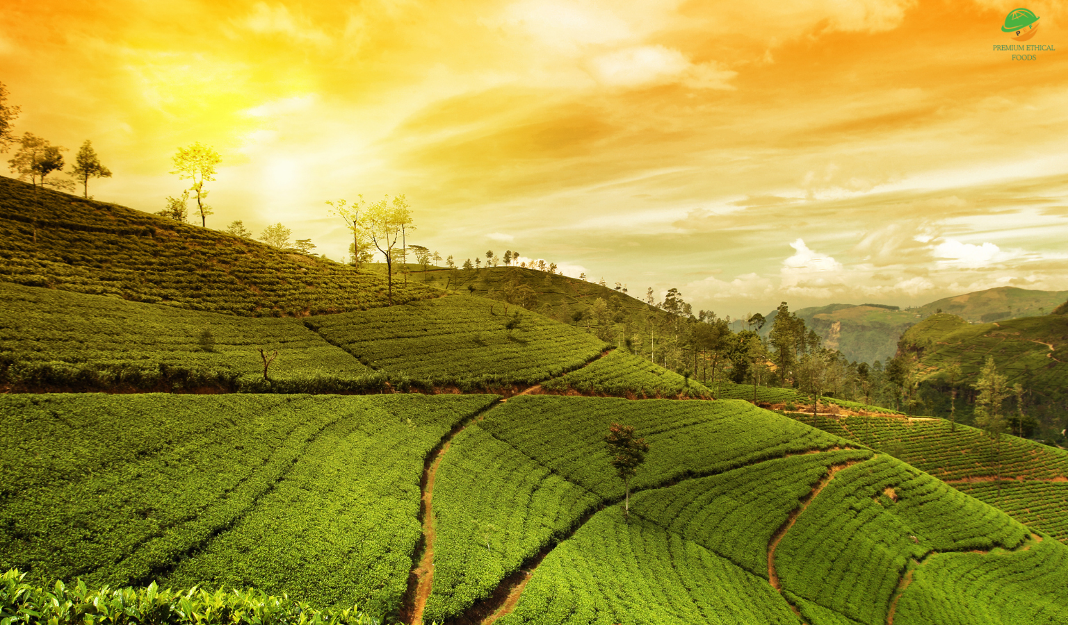 We Export Fresh Tea, Coffee and Fruits